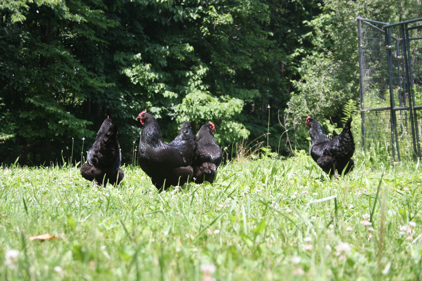 Pasture Raised Eggs
