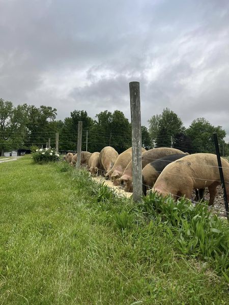 Pasture-Raised Pork