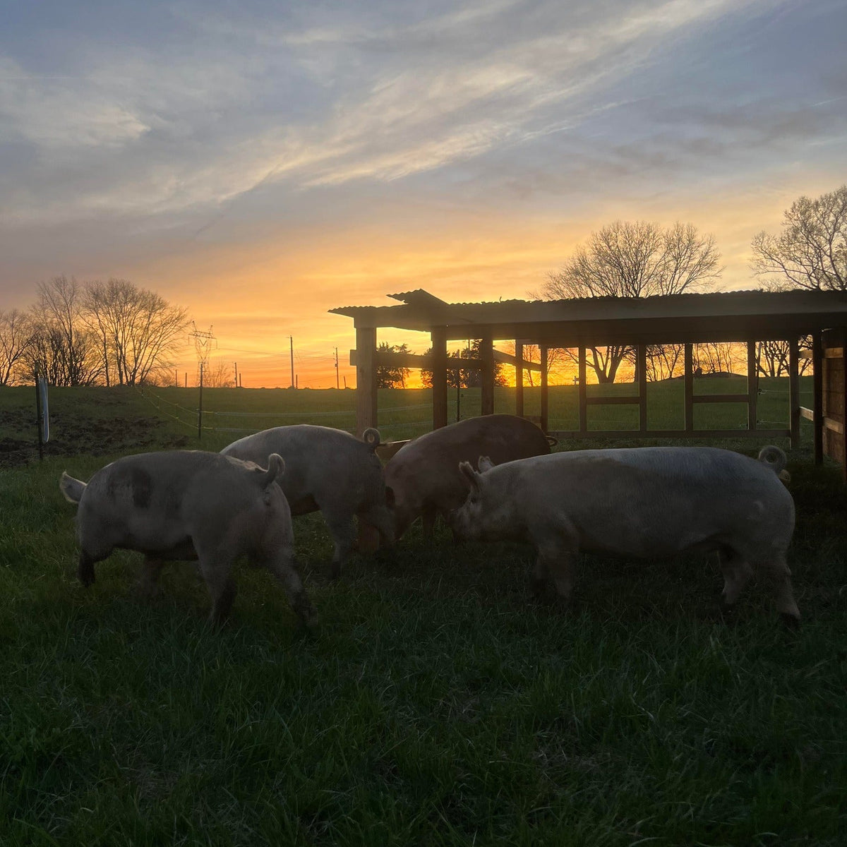 Pigs grazing in a field with a sunset sky