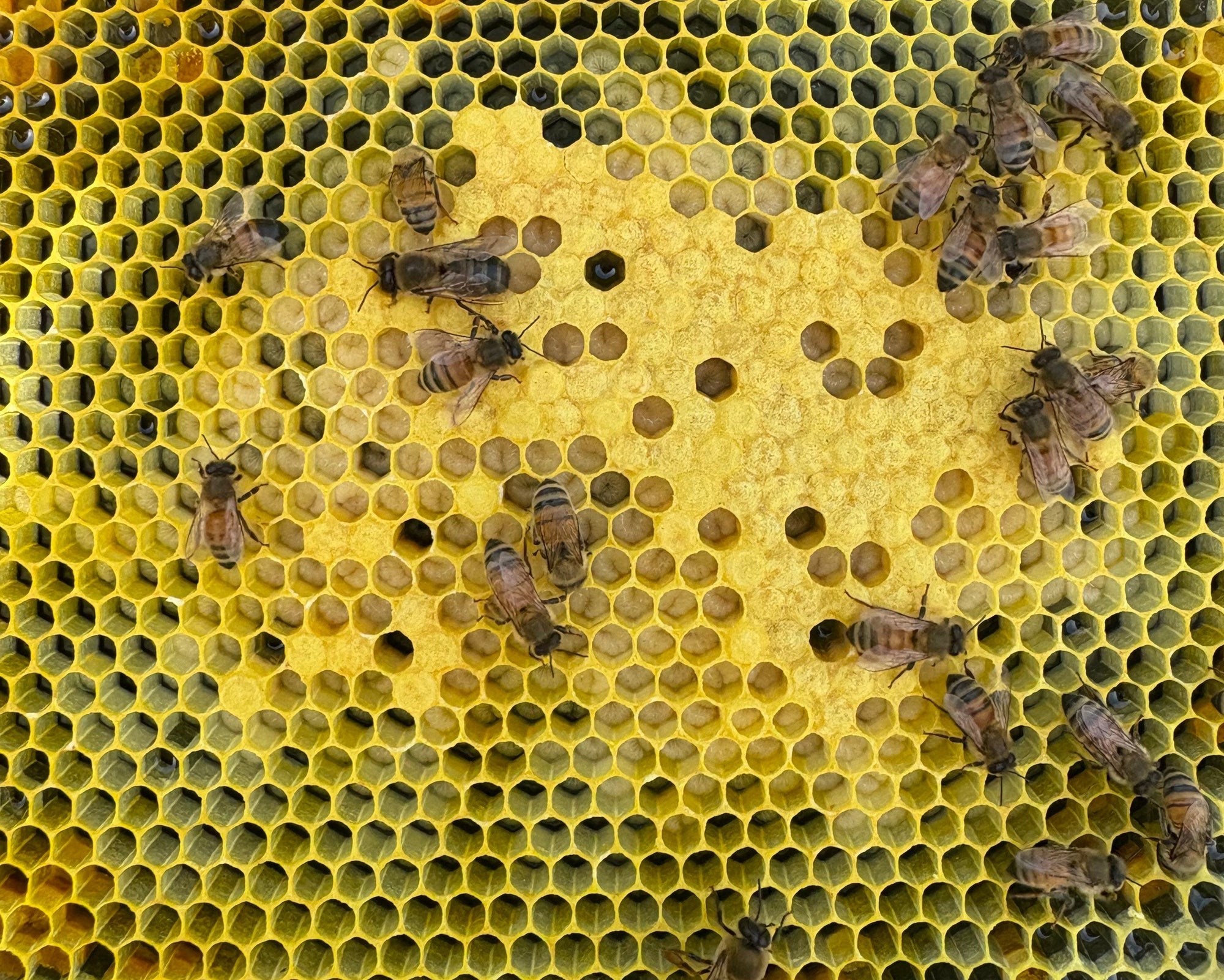 Honeycomb with bees on a wooden frame