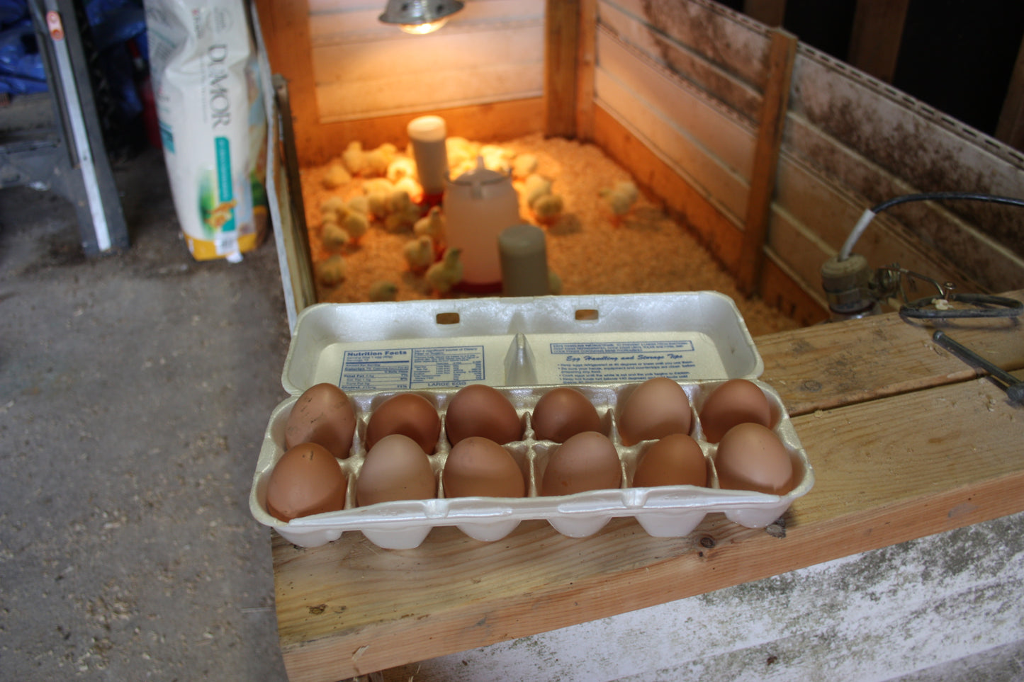 Free Range Eggs