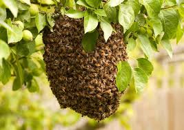 Swarm Removal
